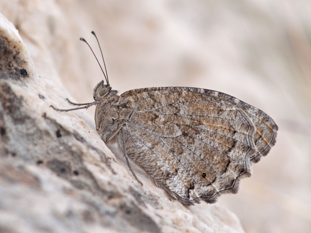 Pseudochazara anthelea